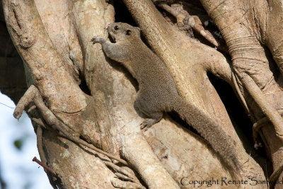 Irrawaddy Squirrel - Callosciurus pygerythrus
