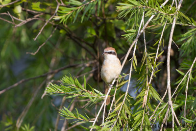 Brown Shrike - Lanius cristatus