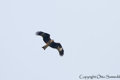 Black-eared Kite - Milvus lineatus