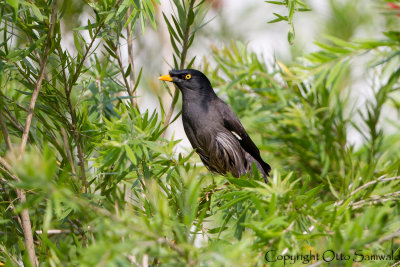 Jungle Myna - Acridotheres fuscus