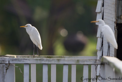 Eastern Cattle Egret - Bubulcus coromandus