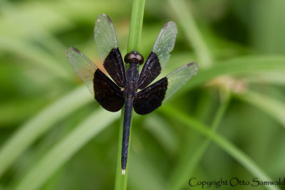 Neurothemis tullia