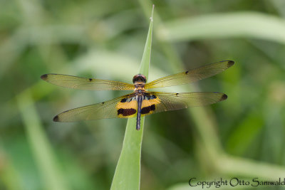 Rhyothemis phyllis