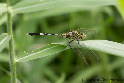 Orthetrum sabina