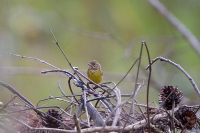 Chestnut Bunting - Emberiza rutila