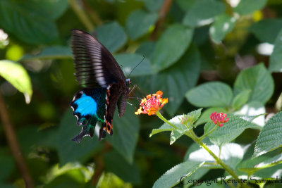 Papilio paris