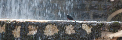 White-capped Water-Redstart - Chaimarrornis leucocephalus