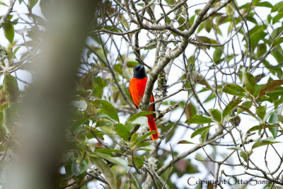 Scarlet Minivet - Pericrocotus speciosus