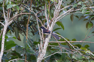 Dark-backed Sibia - Malacias pulchellus