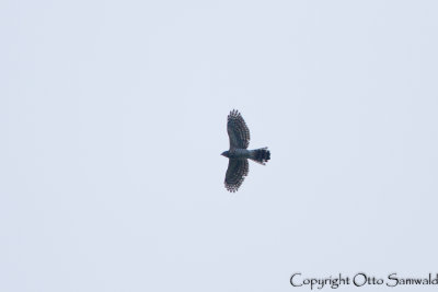 Crested Goshawk - Accipiter trivirgatus