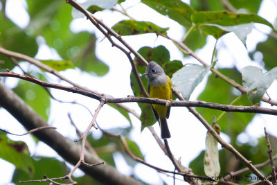 Grey-headed Canary-Flycatcher - Culicicapa ceylonensis