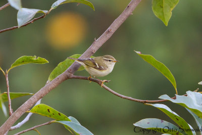 Yellow-browed Warbler - Phylloscopus inornatus