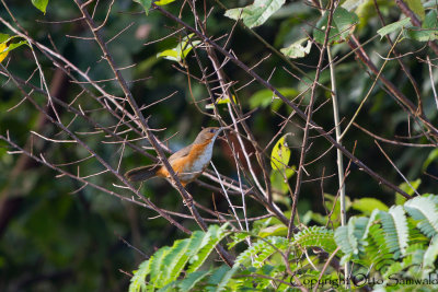 Rusty-cheeked Scimitar-Babbler - Pomatorhinus erythrogenys