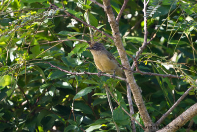 Spectacled Barwing - Actinodura ramsayi