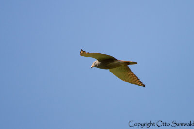 Rufous-winged Buzzard - Butastur liventer