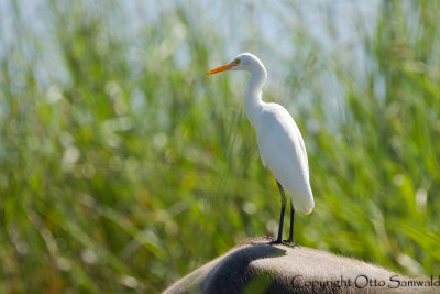 Eastern Cattle Egret - Bubulcus coromandus