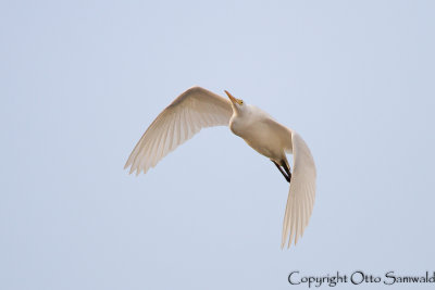 Intermediate Egret - Mesophoyx intermedia