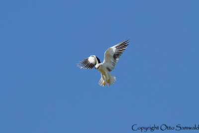 Black-shouldered Kite - Elanus caeruleus