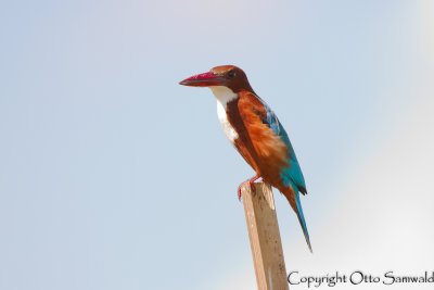 White-throated Kingfisher - Halcyon smyrnensis