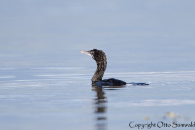 Little Cormorant - Phalacrocorax niger