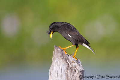 White-vented Myna - Acridotheres grandis