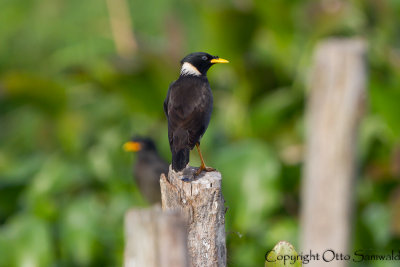 Collared Myna - Acridotheres albocinctus