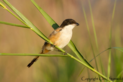 Long-tailed Shrike - Lanius schach