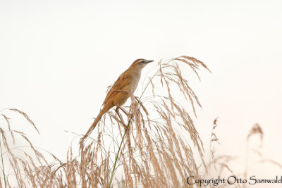 Striated Grassbird - Megalurus palustris