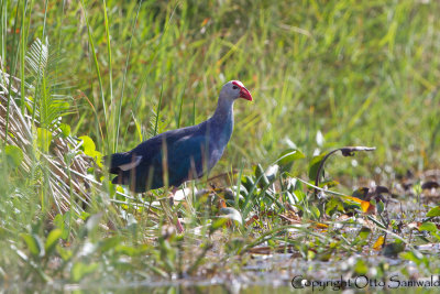 Grey-headed Swamphen - Porphyrio policephalus