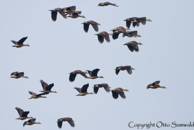 Lesser Whistling-Duck - Dendrocygna javanica