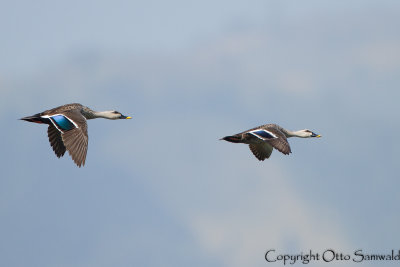 Indian Spot-billed Duck - Anas poecilorhyncha