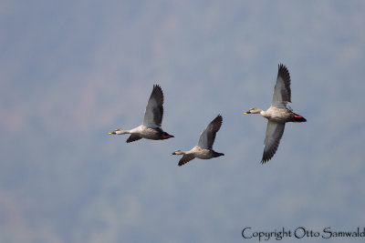 Indian Spot-billed Duck - Anas poecilorhyncha