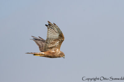 Eastern Marsh-Harrier - Circus spilonotus