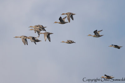 Northern Pintail - Anas acuta