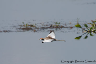 Pheasant-tailed Jacana - Hydrophasianus chirurgus