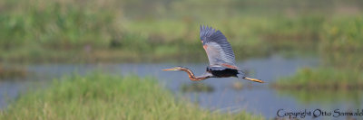 Purple Heron - Ardea purpurea