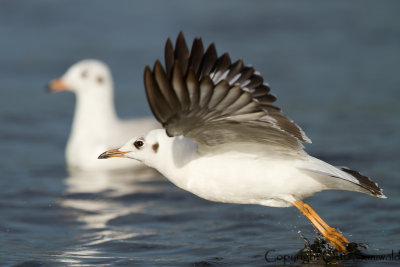 Brown-headed Gull - Chroicocephalus brunnicephalus