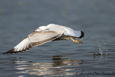 Brown-headed Gull - Chroicocephalus brunnicephalus