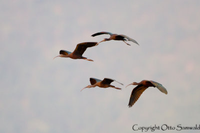 Glossy Ibis - Plegadis falcinellus