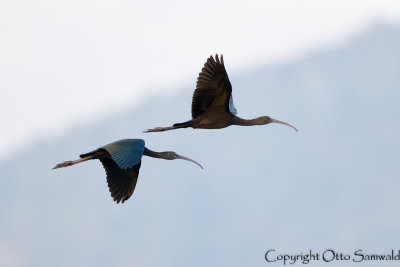 Glossy Ibis - Plegadis falcinellus