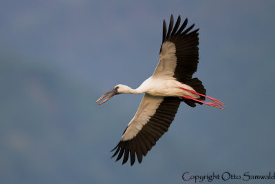 Asian Openbill - Anastomus oscitans