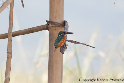 Common Kingfisher - Alcedo atthis