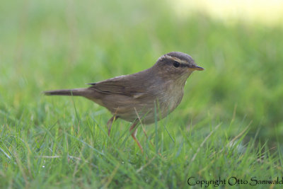 Dusky Warbler - Phylloscopus fuscatus