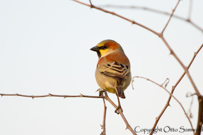 Plain-backed Sparrow - Passer flaveolus