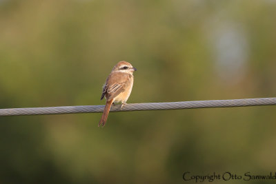 Brown Shrike - Lanius cristatus