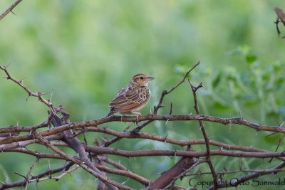 Burmese Bushlark - Mirafra microptera