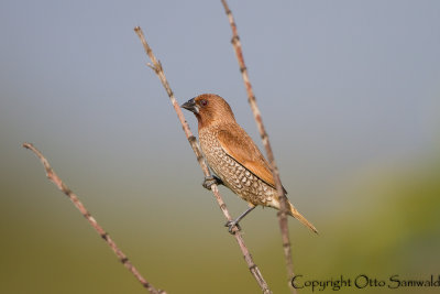 Scaly-breasted Munia - Lunchura punctulata