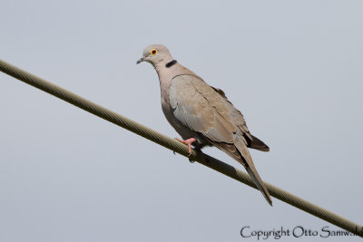 Eurasian Collared-Dove - Streptopelia decaocto xanthocyclus