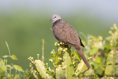 Spotted Dove - Streptopelia chinensis