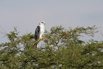 Black-shouldered Kite - Elanus caeruleus